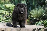 CHOW CHOW 347